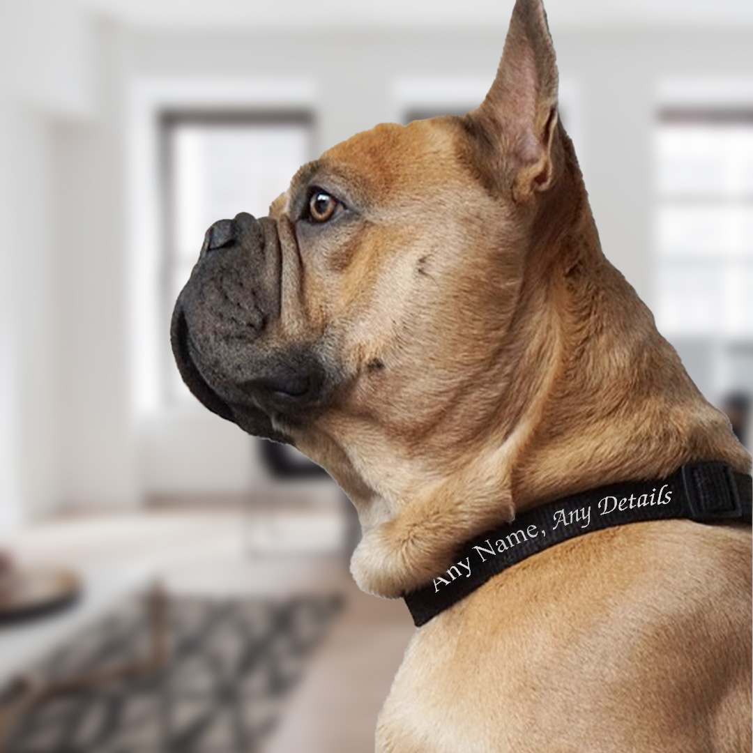 Pet Collars